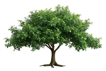 Obraz premium Full green leafy tree with rounded canopy