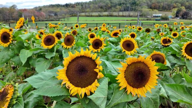 Slow pan right of closeup of large groups of golden sunflowers blowing on a windy day in the countryside 