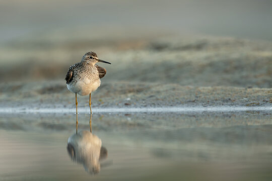 Wood sandpiper standing in shallow water with soft reflection