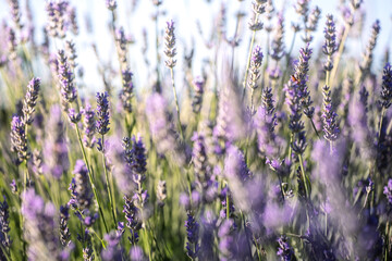 Obraz premium Lavender Field Stems in Bright Summer Light