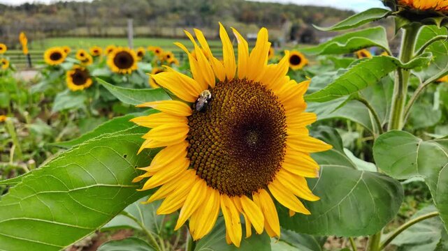 A slow motion closeup of a large bumblebee firmly dug into a vibrant, healthy, big sunflower head pollinating among a large group of golden flowers blowing on a windy day in the countryside