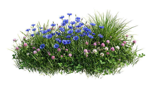 Cornflowers and clover plants blooming in spring isolated on white background.