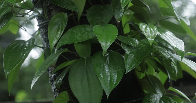 Close up of fresh green black pepper plant leaves growing on vine in farm
