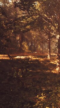 Sunlight shines through tall trees in a forest. The ground is covered in leaves and the scene appears warm and inviting. Small plants grow around the trunks of the trees.