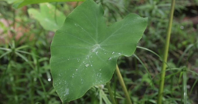 Close up of large green taro leaf growing in garden