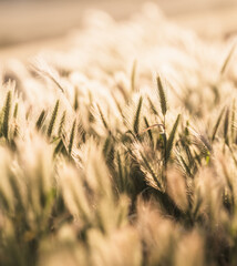 Obraz premium Golden Foxtail Grass Field in Soft Light