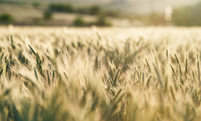 Obraz premium Golden Barley Field in Soft Evening Light