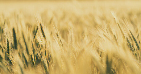 Obraz premium Golden Barley Field Macro in Soft Focus