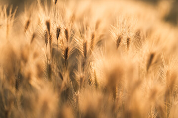 Obraz premium Golden Foxtail Grass in Warm Sunset Light