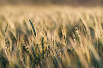 Obraz premium Golden Wheat Field with Soft Evening Light