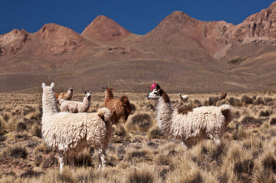 Herd of llamas with traditional ear decorations in Andes mountains Peru
