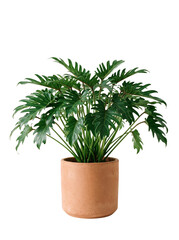 Lush Philodendron Xanadu plant showing deep lobed green leaves © Firma Saputra