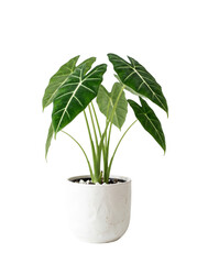 Fototapeta premium Alocasia Frydek showing velvety green leaves and bright white veins