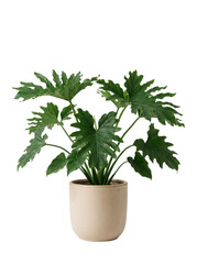 Philodendron Selloum decorative plant with deeply lobed green leaves © Firma Saputra