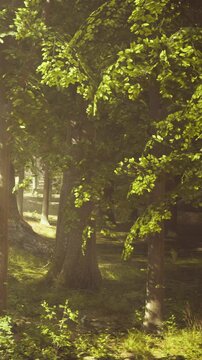 In a forest, tall trees with green leaves provide shade. Sunlight filters through the branches, creating dappled light on the ground. The setting feels natural and lively.
