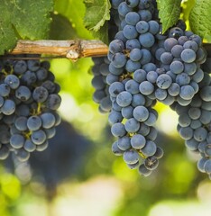 Obraz premium A detailed close-up of ripe grape clusters growing on the vine in a lush vineyard.