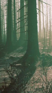The scene shows a forest with tall trees in the early morning. Fog covers the ground as soft light filters through the branches. Shadows from the trees stretch across the ground.