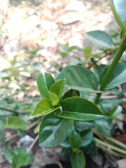 A close-up of a healthy green plant with fresh young leaves growing at the tip of the stem. The leaves are glossy, vibrant, and indicate new growth in a natural outdoor environmen © Tolah