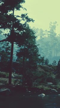 Tall trees stand in a forest with fog settling over the landscape. A body of water is visible, reflecting the green scenery around it. The atmosphere feels cool and fresh in daylight.
