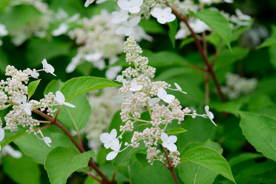 White hydrangea paniculata flower with raindrop blooming in summer garden close up on wet green background with copy space