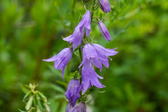 Purple campanula rapunculoides flower with raindrop blooming in summer garden close up on green background copy space