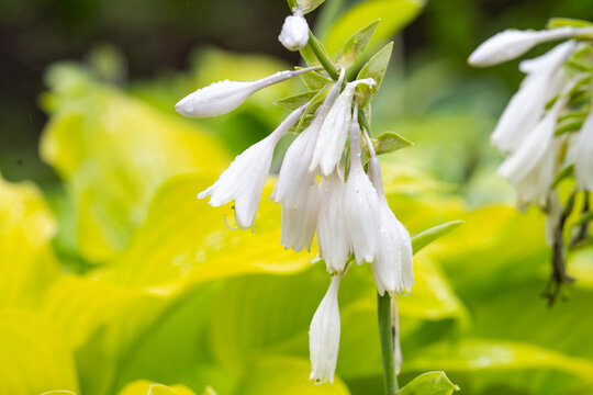 White hosta plantaginea flower with raindrop blooming in summer garden close up on yellow green background copy space