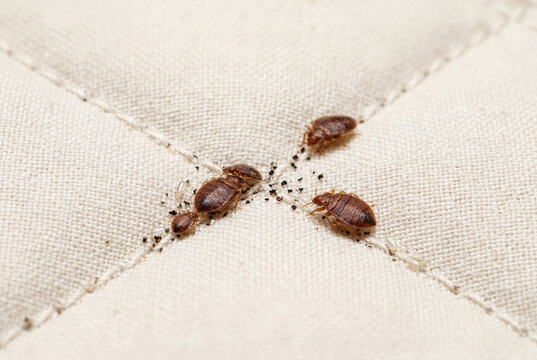Several bed bugs crawling on the white fabric of a quilted mattress