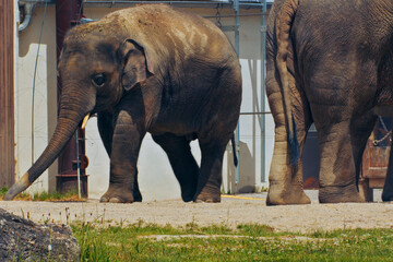 Young Elephant Walking beside an Adult's Legs at a Wildlife Refuge © WILL PHOTOGRAPHY