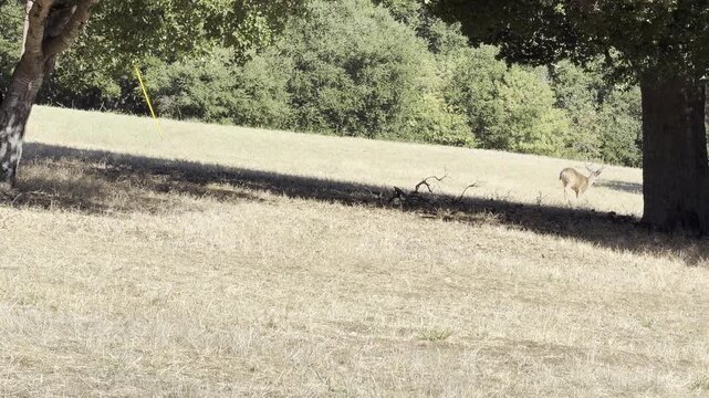 Mule deer buck runs across a field	