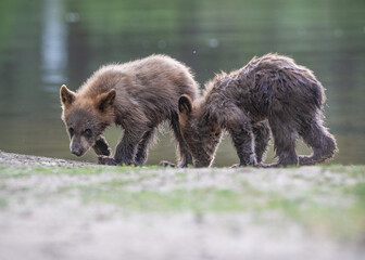 Black bear cubs investigating the shore of a pond. El Dorado County, California. © Randall