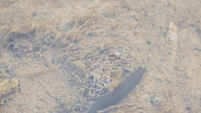 Leeches&nbsp;are segmented&nbsp;parasitic&nbsp;or&nbsp;predatory&nbsp;worms. It comprises the&nbsp;subclass&nbsp;Hirudinea&nbsp;within the&nbsp;phylum&nbsp;Annelida. Some species are parasitic and feed on vertebrate blood.   Freshwater leeches.