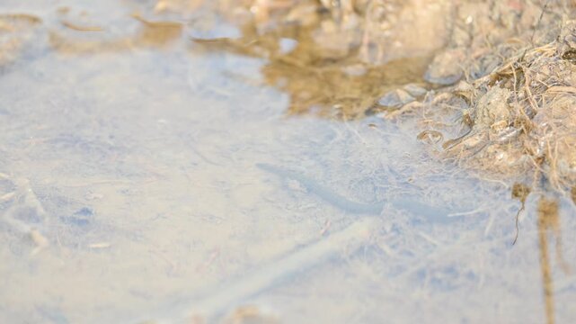 Leeches&nbsp;are segmented&nbsp;parasitic&nbsp;or&nbsp;predatory&nbsp;worms. It comprises the&nbsp;subclass&nbsp;Hirudinea&nbsp;within the&nbsp;phylum&nbsp;Annelida. Some species are parasitic and feed on vertebrate blood.   Freshwater leeches.