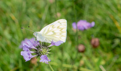 White butterfly on purple wildflower in alpine meadow © Celia