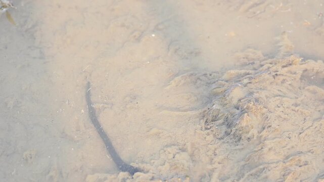 Leeches&nbsp;are segmented&nbsp;parasitic&nbsp;or&nbsp;predatory&nbsp;worms. It comprises the&nbsp;subclass&nbsp;Hirudinea&nbsp;within the&nbsp;phylum&nbsp;Annelida. Some species are parasitic and feed on vertebrate blood.   Freshwater leeches.