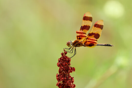 Halloween pennant dragonfly
