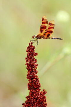 Halloween pennant dragonfly