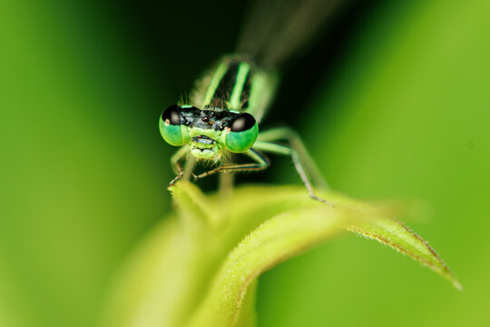 Damselfly close-up