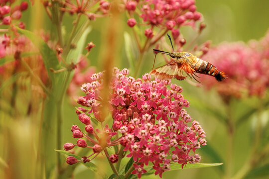 Hummingbird clearwing moth