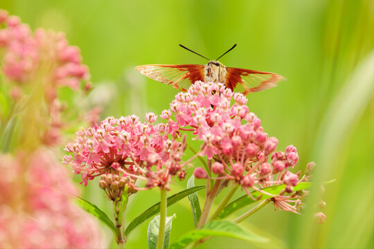 Hummingbird clearwing moth