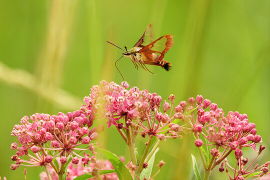 Hummingbird clearwing moth