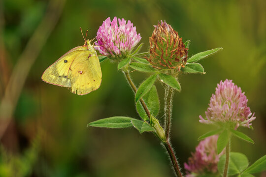 Clouded sulphur butterfly on red clover