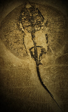 Ancient horseshoe crab fossil preserved in stone and displayed in a natural history museum, showing remarkable prehistoric anatomical detail.