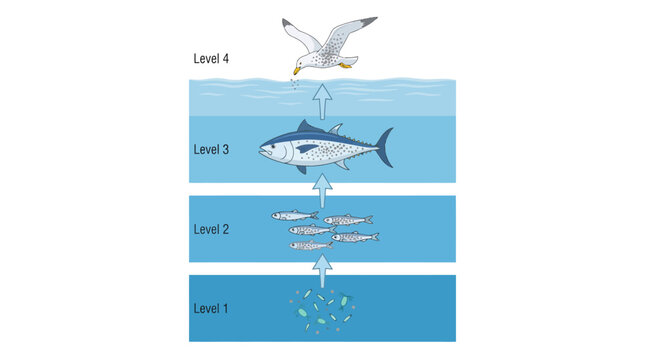 Scientific diagram illustrating marine food chain bioaccumulation across trophic levels from phytoplankton to predatory bird