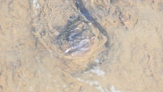 Leeches&nbsp;are segmented&nbsp;parasitic&nbsp;or&nbsp;predatory&nbsp;worms. It comprises the&nbsp;subclass&nbsp;Hirudinea&nbsp;within the&nbsp;phylum&nbsp;Annelida. Some species are parasitic and feed on vertebrate blood.   Freshwater leeches.