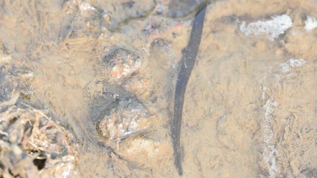 Leeches&nbsp;are segmented&nbsp;parasitic&nbsp;or&nbsp;predatory&nbsp;worms. It comprises the&nbsp;subclass&nbsp;Hirudinea&nbsp;within the&nbsp;phylum&nbsp;Annelida. Some species are parasitic and feed on vertebrate blood.   Freshwater leeches.