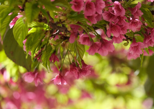 Spring blooming a small tree Taiwan cherry, Formosan cherry, or bellflower cherry (lat.- Prunus campanulata)