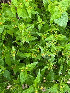 Dense green foliage pattern with tiny yellow and white wildflowers, natural herbal background of wild plants overhead view.