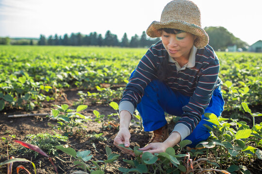 Woman farmer inspecting seedlings in field
