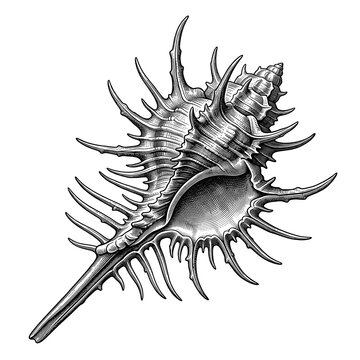 Spiny Murex Shell with Elongated Canal and Intricate Marine Surface Details