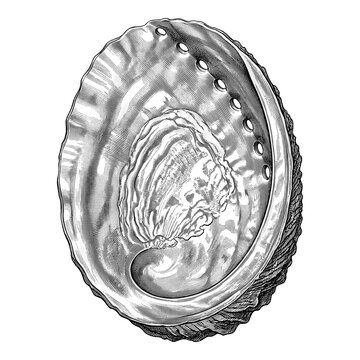 Abalone Shell with Iridescent Interior and Natural Marine Texture Isolated on White Background